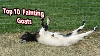 Top 10 fainting goats funny fainting goats [upl. by Okin]