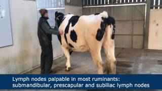 Lymph node palpation in ruminants [upl. by Maleeny651]