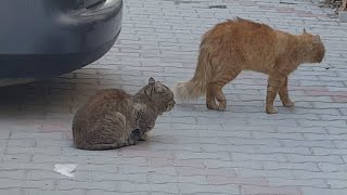 Pisici care miauna mieunat de pisica 🐈🙀 [upl. by Blackwell]