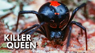 Black Widows Are Killer Queens [upl. by Hgielra776]