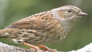 Dunnock  Birds On and Off The Branch [upl. by Wilson]