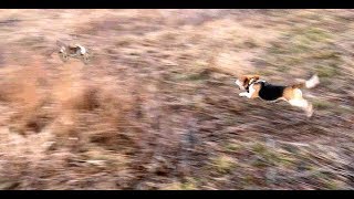 Skyviews Beagles Rabbit Hunting Northern WV Beagle Club FUn Run [upl. by Dodge921]