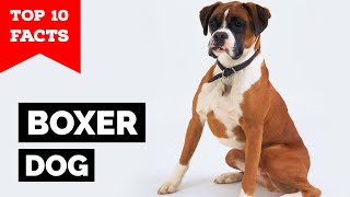 Boxer Dog  Top 10 Facts [upl. by Denae]