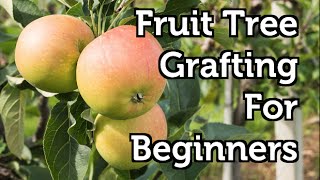 Fruit Tree Grafting for Beginners [upl. by Patrica261]