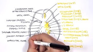 Anatomy  Cranial Nerves and the Skull [upl. by Enaud678]