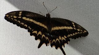 UFIFAS Research Schaus Swallowtail Butterfly [upl. by Salokin]