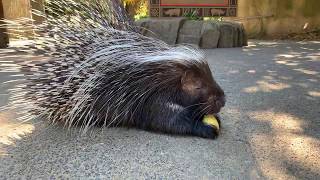 Meet African Crested Porcupine Nolina [upl. by Eimmot]