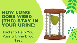 How Long Does Weed THC Stay in Your Urine Facts to Help You Pass a Urine Drug Test in 2025 [upl. by Arraic]