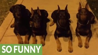 Unbelievably obedient Dobermans demonstrate vast array of skills [upl. by Kcam343]