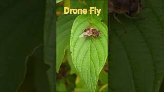 Drone Fly Hoverfly [upl. by Alleram]