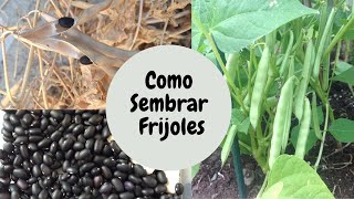 COMO SEMBRAR FRIJOLES EN CASA HOW TO GROW BEANS AT HOME [upl. by Bridwell]