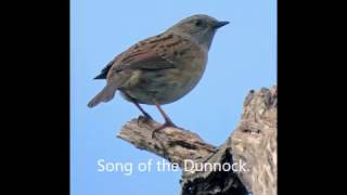 The Song Of A Dunnock Hedge Sparrow By BJHunter c [upl. by Eikceb]