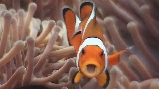 Symbiosis amp Anemonefish  Reef Life of the Andaman  Part 18 [upl. by Flore919]