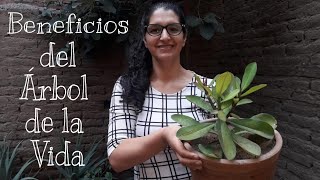 BENEFICIOS DEL ÁRBOL DE LA VIDA  ERICA SILVA [upl. by Nannah]