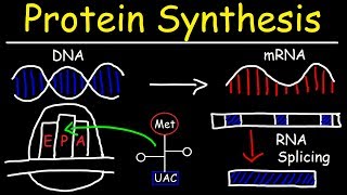 Transcription and Translation  Protein Synthesis From DNA  Biology [upl. by Anzovin458]