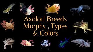 All the Axolotl Breeds  Colors amp Morphs  Videos [upl. by Lemrahc821]