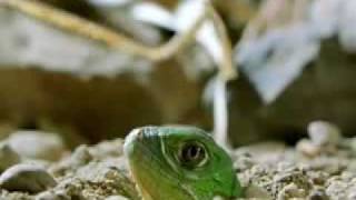 Green Iguana Documentry Part 1 [upl. by Mcnutt819]