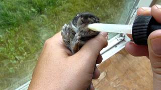 feeding wild cottontail baby rabbit [upl. by Nylidnarb393]