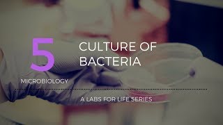 Culture of Bacteria [upl. by Ahset]