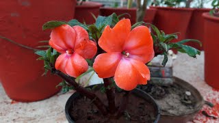 Care of Impatiens  Balsam Plant  How to Grow and Care Impatiens  Balsam Plant [upl. by Sibylla]