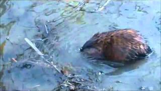 Awesome Muskrat Video [upl. by Coad]