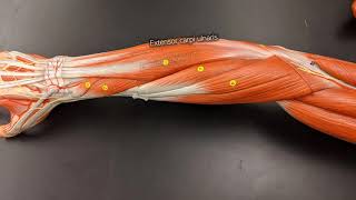 Muscles of the Forearm [upl. by Akel208]