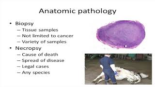 Morris Animal Foundation Presents Lecture on Veterinary Pathology [upl. by Dare]