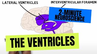 THIRD VENTRICLE ANATOMY  CNS [upl. by Chryste]