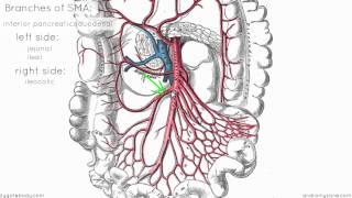 Superior Mesenteric Artery  Anatomy Tutorial [upl. by Odlaniger111]