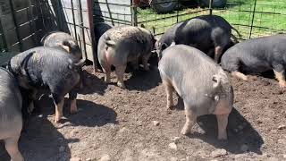 BERKSHIRE PIG BREEDING QUALITY GILTS This is the style of breeding stock we produce on our farm [upl. by Hulbard]