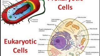 Prokaryotes vs Eukaryotes [upl. by Ollehcram]