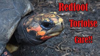 Redfoot Tortoise Care Guide [upl. by Giff]