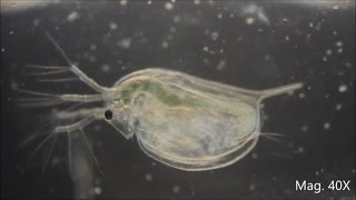 Daphnia magna under the Microscope [upl. by Tnahs]