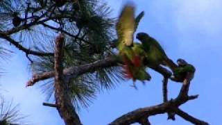 Wild GreenCheeked Conures of South Florida [upl. by Erik]