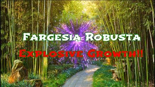 Fargesia robusta explosive growth [upl. by Eiduam]