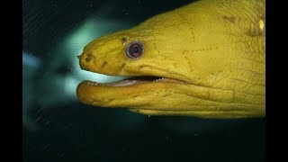 Facts The Moray Eel [upl. by Amary]