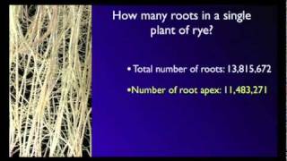 Stefano Mancuso The roots of plant intelligence [upl. by Nirual]