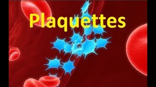 Plaquettes sanguines thrombocytes [upl. by Husch]