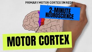 2Minute Neuroscience Motor Cortex [upl. by Rasaec]