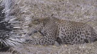 Prickly Prey Leopard Vs Porcupine  Natures Great Events  BBC America [upl. by Asikal]