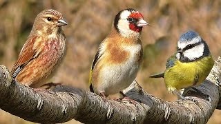 Bird Song in April  Tranquil Bird Sounds and BeautIful Video [upl. by Allemap]