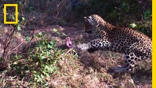 Leopards vs Python Snake  National Geographic [upl. by Clothilde]