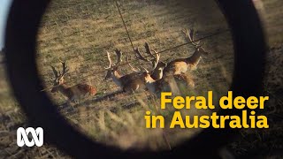 The complex conundrum of wild deer in Australia 🦌  Meet the Ferals Ep 3  ABC Australia [upl. by Ahseret]