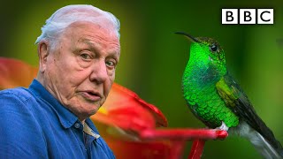 David Attenborough meets a very glamorous hummingbird 😍 BBC [upl. by Akanke624]