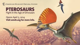 Pterosaurs Flight in the Age of Dinosaurs [upl. by Euqinoj]