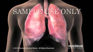 Lung Anatomy [upl. by Marybelle]