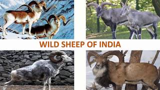 Wild Sheep of India 🐏 🇮🇳  Mammals  Indian Animals [upl. by Anerev]