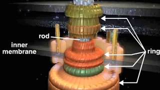 bacterial flagellum [upl. by Devinna]