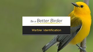 Be a Better Birder Warbler Identification [upl. by Kareem]