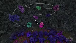 Glycolysis  HHMI BioInteractive Video [upl. by Oakleil]